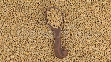 旋转一个粘土勺子，小麦躺在一堆麦粒上。 食物。